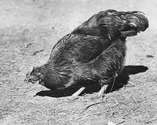 Posterazzi Side Profile of a Chicken Pecking The Ground Poster Print, (18 x 24)