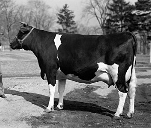 Side profile of a Holstein cow standing in a field Poster Print (18 x 24)