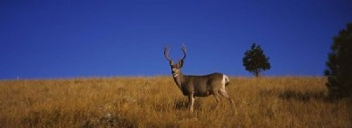 Posterazzi Side profile of a Mule deer standing in a field Montana USA Poster Print (36 x 13)