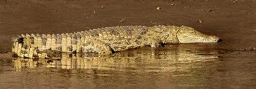 Posterazzi Side profile of a Nile Crocodile (Crocodylus Niloticus) Masai Mara National Reserve Kenya Poster Print (36 x 13)