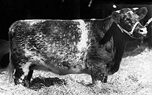 Side profile of a Shorthorn cow standing Poster Print (18 x 24)