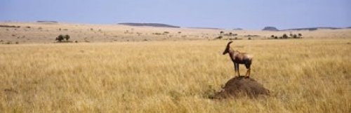 Posterazzi Side profile of a topi standing on a termite mound Masai Mara National Reserve Kenya Poster Print (36 x 12)