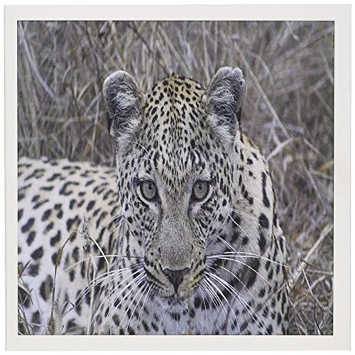 3dRose South African Female Leopard Face - Greeting Cards, 6 x 6 inches, set of 12 (gc_20104_2)