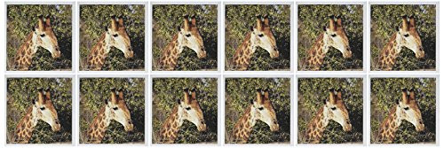 3dRose South African Giraffe headface - Greeting Cards, 6 x 6 inches, set of 12 (gc_20122_2)
