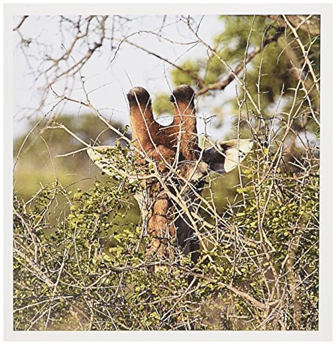 3dRose South African Giraffe head face in the trees - Greeting Cards, 6 x 6 inches, set of 12 (gc_20121_2)