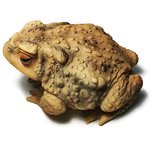 Muse Design Frog Toad Sculptures Garden Statues Yard Art Resin Decorations Outdoor Garden D?r Muse Design Frog Toad Sculptures Garden Statues Yard Art Resin Decorations Outdoor Garden D?r