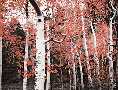 JP London PMUR2179 Peel and Stick Removable Wall Decal Sticker Mural, Ruby Red Birch Tree Forest, 4 x 3-Feet