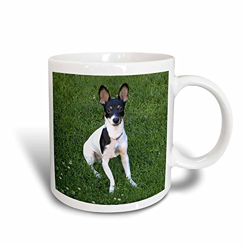 3dRose Toy Fox Terrier 1 Magic Transforming Mug, 11 oz, Black/White