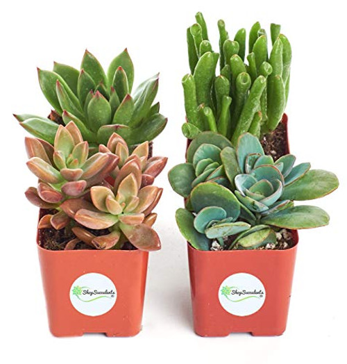 Shop Succulents | Assorted Collection of Live Succulent Plants, Hand Selected Variety Pack of Mini Succulents | Collection of 4