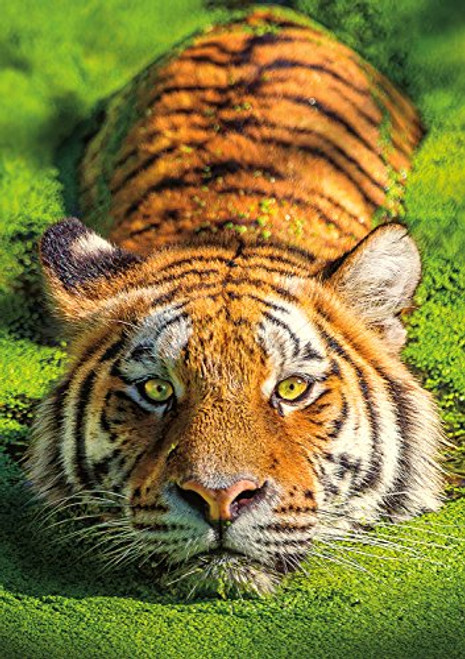 Buffalo Games - Earthpix Collection - Tiger Eyes - 500 Piece Jigsaw Puzzle, 3105, 21.25" L X 15" W Buffalo Games - Earthpix Collection - Tiger Eyes - 500 Piece Jigsaw Puzzle, 3105, 21.25" L X 15" W