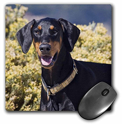 3D Rose"A Doberman Pinscher DogUs05 Zmu0286Zandria Muench Beraldo" Matte Finish Mouse Pad - 8 x 8" - mp_142956_1