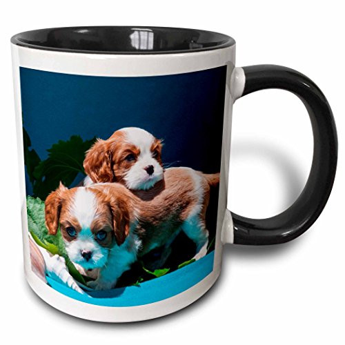 3dRose 258146_4 Two Cavalier King Charles Spaniel Puppies, Mr. Ceramic Mug, 11oz, Black/White