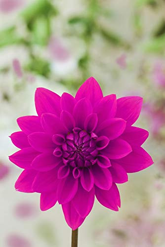 Posterazzi PDDUS05BJY1347 USA, California, Bishop. Dahlia in Bloom Photo Print, 18 x 24, Multi