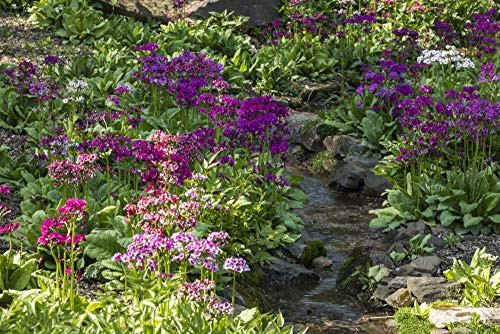 Posterazzi PDDUS08HLL0003 USA, Delaware, Wilmington. Brook Running Between Rocks and Flowers Photo Print, 18 x 24, Multi