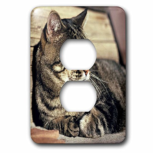 3dRose lsp_94870_6 Utah, Capitol Reef Np Sleeping Tabby Cat Us45 Rer0114 Ric Ergenbright 2 Plug Outlet Cover