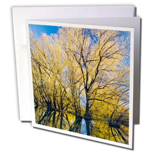 3dRose Utah, USA, Peachleaf Willow Trees, Logan River - Greeting Cards, 6 x 6", Set of 6 (gc_191933_1) 3dRose Utah, USA, Peachleaf Willow Trees, Logan River - Greeting Cards, 6 x 6", Set of 6 (gc_191933_1)