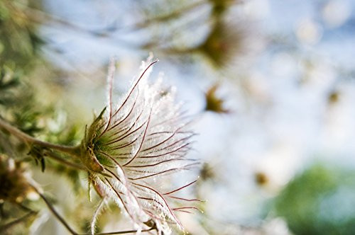 Posterazzi View From Side Close-Up Of Fuzzy White Flowers Poster Print (17 x 11)