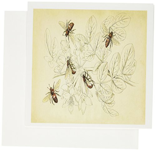 3dRose Vintage Bee Drawing - Greeting Cards, 6 x 6 inches, set of 12 (gc_52424_2) 3dRose Vintage Bee Drawing - Greeting Cards, 6 x 6 inches, set of 12 (gc_52424_2)