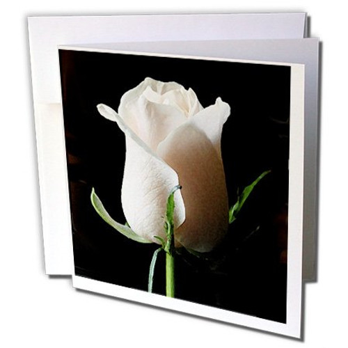 3dRose White Rose - Greeting Cards, 6 x 6 inches, set of 6 (gc_4202_1) 3dRose White Rose - Greeting Cards, 6 x 6 inches, set of 6 (gc_4202_1)