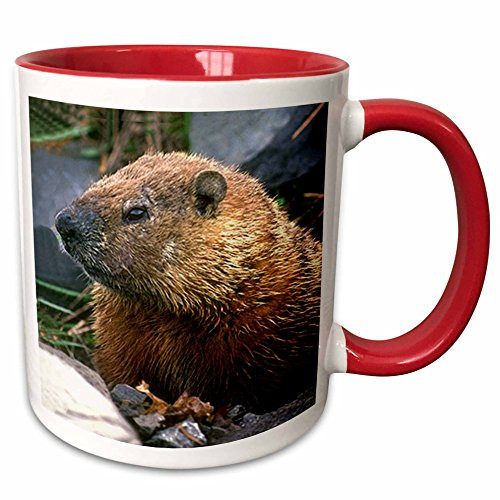 3dRose 690_5 Groundhog Mug 11 oz