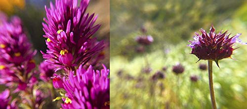 Posterazzi PDXWJTFLO00046SMALL Wildflowers Collage I Photo Print, 24 x 10, Multi