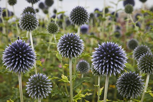 Posterazzi Wildflowers With Purple Heads; Scottish Borders Scotland Poster Print (19 x 12) Posterazzi Wildflowers With Purple Heads; Scottish Borders Scotland Poster Print (19 x 12)