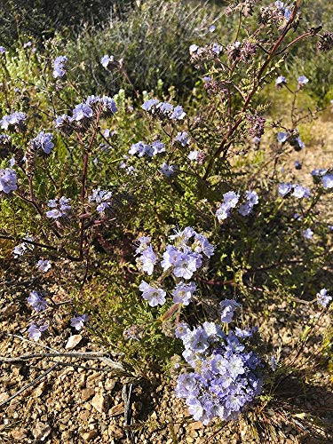 Posterazzi PDXWJTFLO00053SMALL Wildflowers XVII Photo Print, 18 x 24, Multi