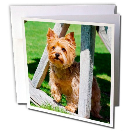 3dRose Yorkshire Terrier Standing in A Wagon Wheel - Greeting Cards, 6 x 6", Set of 6 (gc_207149_1)