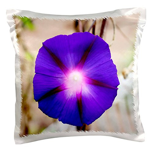 3dRose pc_39428_1 Morning Glory with light-Pillow Case, 16 by 16"