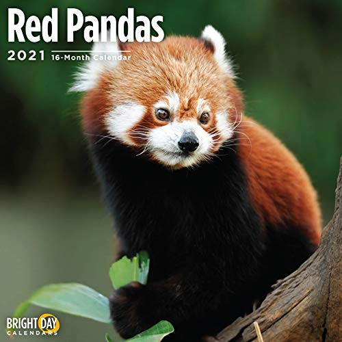 2021 Red Pandas Wall Calendar by Bright Day, 12 x 12 Inch, Cute Bear Jungle Animal