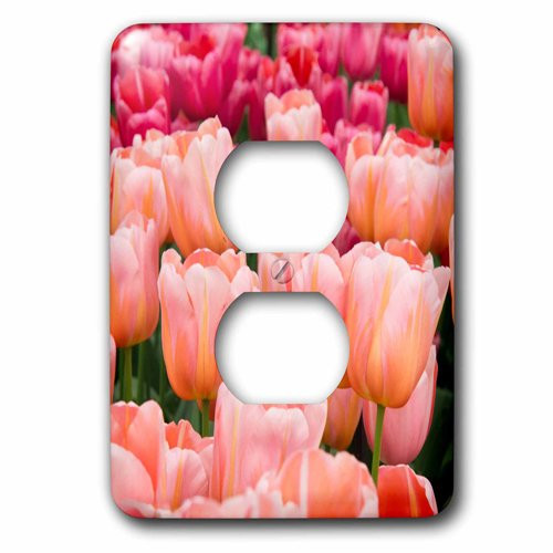 3dRose (lsp_209425_6) Flowers Keukenhof Gardens Tulips 2 Plug Outlet Cover
