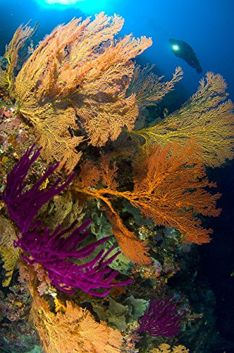 Posterazzi A diver looks on at a very colorful reef near Marovo lagoon with large gorgonian sea fans (Subergorgia sp.) of various bright colours Solomon Islands Poster Print, (11 x 17)