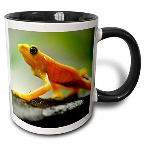 3dRose Orange Tree Frog Walking-Two Tone Black Mug, 11-Ounce, Multicolored