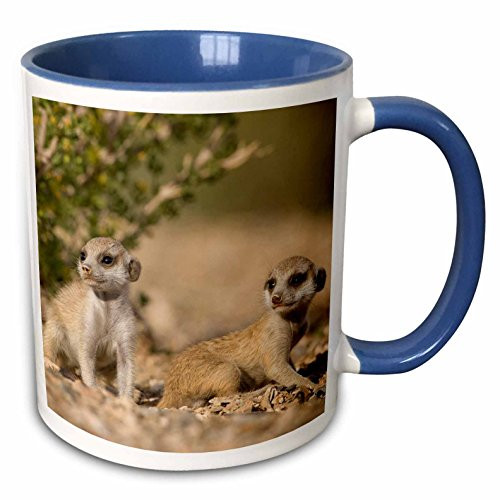 3dRose mug_73468_6"Namibia, Keetmanshoop, Meerkat, Namib Desert, mongoose-AF31 PSO0160 - Paul Souders" Two Tone Blue Mug, 11 oz, Multicolor 3dRose mug_73468_6"Namibia, Keetmanshoop, Meerkat, Namib Desert, mongoose-AF31 PSO0160 - Paul Souders" Two Tone Blue Mug, 11 oz, Multicolor
