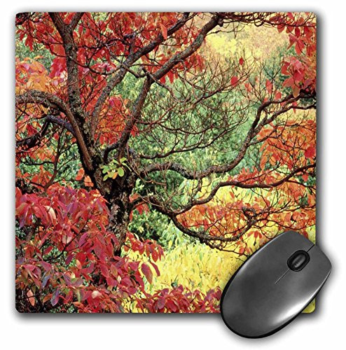 3dRose LLC 8 x 8 x 0.25 Inches A Portland Oregon Fall Rich with Color Mouse Pad (mp_56126_1)
