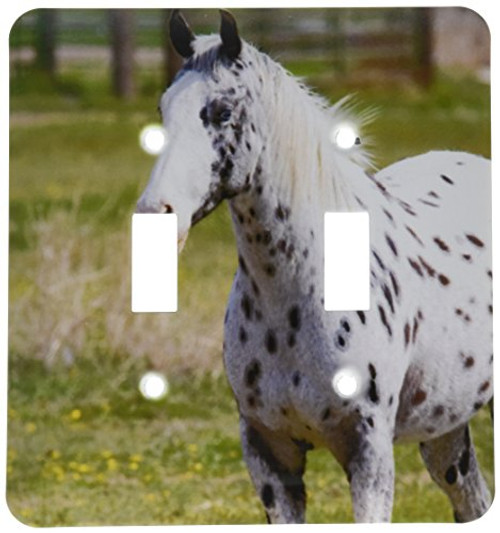 3dRose lsp_90018_2 Appaloosa Horse in Idaho US13 DFR0560 David Frazier Double Toggle Switch 3dRose lsp_90018_2 Appaloosa Horse in Idaho US13 DFR0560 David Frazier Double Toggle Switch