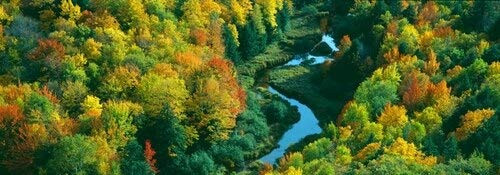 Posterazzi Autumn color at Porcupine State Park Upper Peninsula Michigan Poster Print, (12 x 36)
