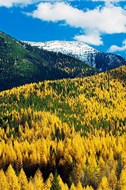 Posterazzi Autumn color larch pine tree forest Flathead River Valley Montana USA. Poster Print, (9 x 27) Posterazzi Autumn color larch pine tree forest Flathead River Valley Montana USA. Poster Print, (9 x 27)