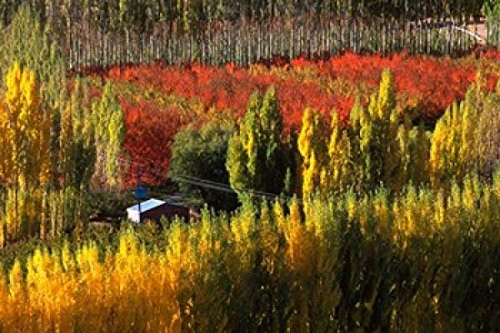 Posterazzi Autumn Colours Bannockburn Central Otago New Zealand Poster Print by David Wall, (28 x 18)