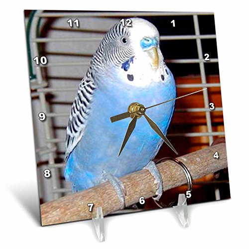3dRose LLC Blue Parakeet Desk Clock, 6 by 6-Inch 3dRose LLC Blue Parakeet Desk Clock, 6 by 6-Inch