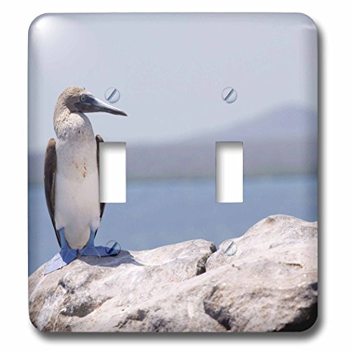 3dRose LLC lsp_86184_2 Blue Footed Booby, Galapagos Islands, Ecuador Sa07 Kpi0001 Kristin Piljay Double Toggle Switch