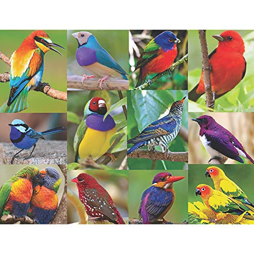 Springbok 500 Piece Jigsaw Puzzle Birds of Paradise