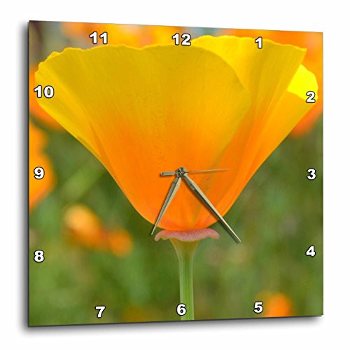 3dRose dpp_29504_1 California Poppy Orange Flower Floral Photography Nature-Wall Clock, 10 by 10-Inch