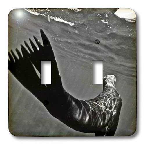 3dRose lsp_216140_2 California Sea Lion, Zalophus Californians Double Toggle Switch