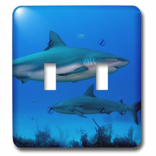 3dRose lsp_209316_2 Caribbean Reef Shark Double Toggle Switch