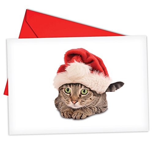 12 'Santa Cats Green Eyed' Boxed Christmas Cards with Envelopes 4.63 x 6.75 inch, Cute Cat Christmas Cards, Sweet Kitty Holiday Notes, Festive Feline Christmas Notes B6687AXSG