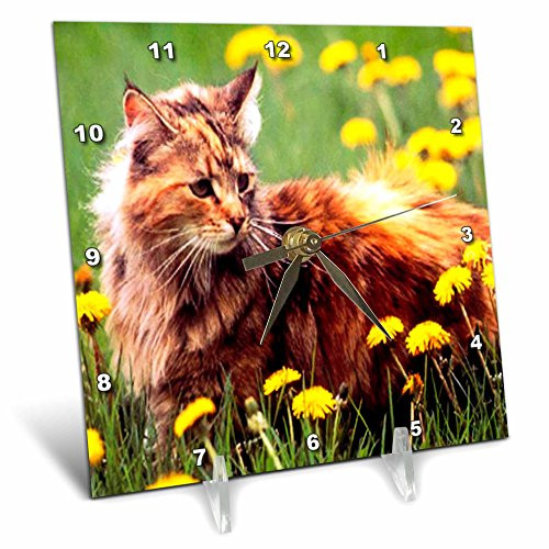 3dRose LLC Cat in The Flower Field 6 by 6-Inch Desk Clock 3dRose LLC Cat in The Flower Field 6 by 6-Inch Desk Clock