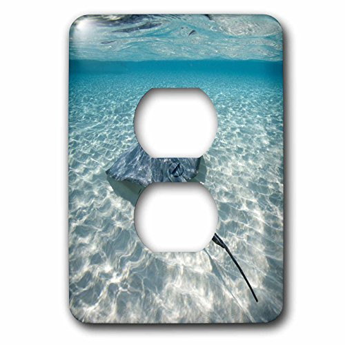 3dRose lsp_73262_6 Cayman Islands, Southern Stingray In Caribbean Sea-Ca42 Pso0046 Paul Souders 2 Plug Outlet Cover