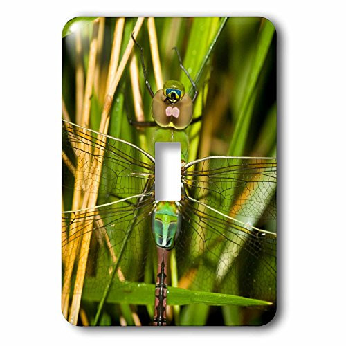 3dRose lsp_206550_1 Common Green Darner, Anax Junius, Dragonfly Female Marion Co Il Single Toggle Switch, Multicolor