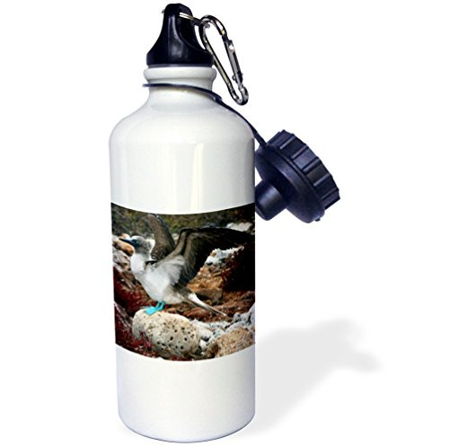 3dRose wb_86209_1"Ecuador, Galapagos Islands, Blue footed Booby colony SA07 KWI0137 Kymri Wilt" Sports Water Bottle, 21 oz, White 3dRose wb_86209_1"Ecuador, Galapagos Islands, Blue footed Booby colony SA07 KWI0137 Kymri Wilt" Sports Water Bottle, 21 oz, White